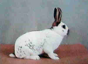 papillon