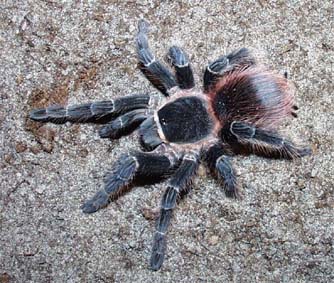 Lasiodora klugi