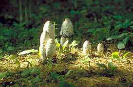 Eetbaar Of Giftig Paddenstoelen In De Natuur
