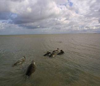 Veel minder zeehonden op de wadden